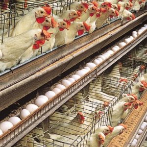 Poultry-Layer-Farm.