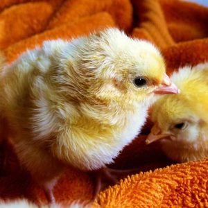 fluffy-chicks
